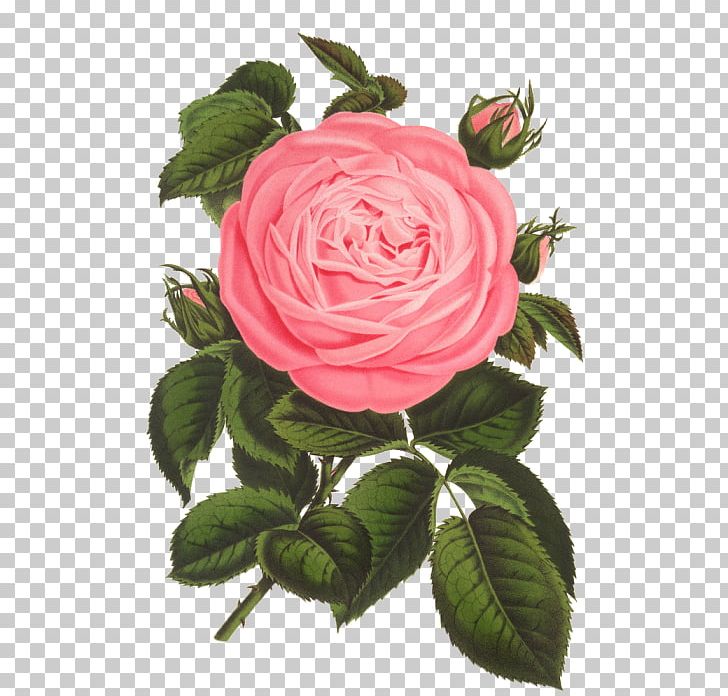 Floral Design Printmaking Art Rose Vintage Print PNG, Clipart, Antique, Art, Botanical Illustration, Cut Flowers, Floribunda Free PNG Download