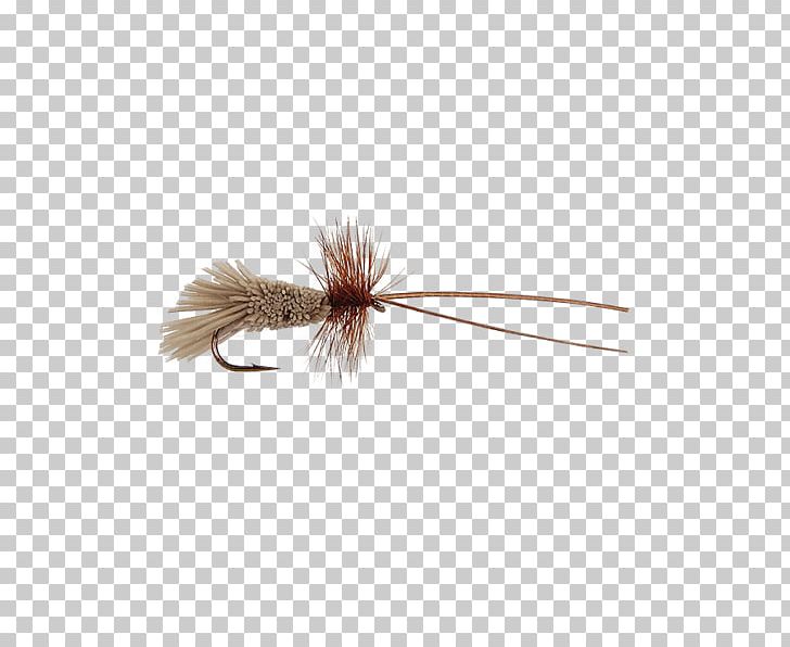 Insect Quill Brown PNG, Clipart, Animals, Brown, Fly, Gift Card, Holly Free PNG Download