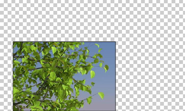 Leaf Sky Plc PNG, Clipart, Blender, Branch, Create, Flora, Grass Free PNG Download