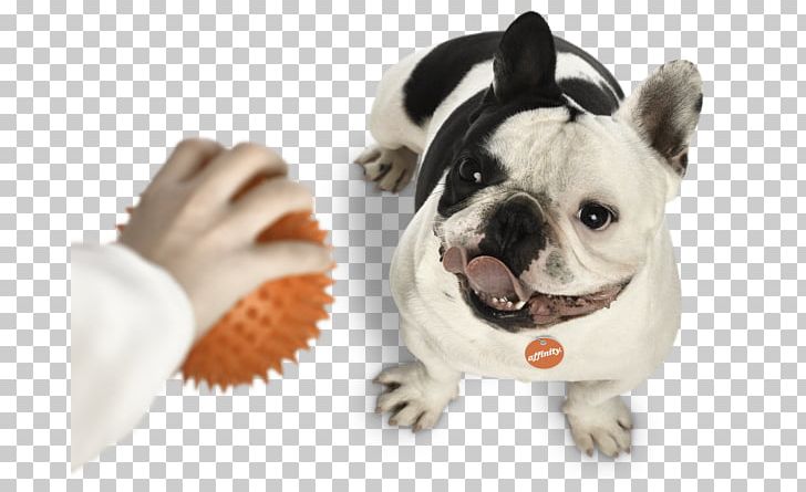 Toy Bulldog French Bulldog Puppy Dog Breed PNG, Clipart, Allergy, Atopic Dermatitis, Bulldog, Carnivoran, Companion Dog Free PNG Download