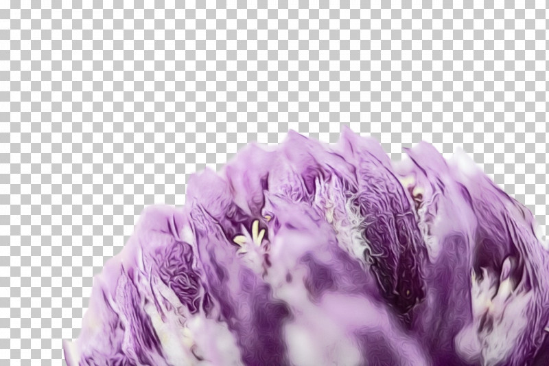 Lavender PNG, Clipart, Closeup, Flower, Lavender, Lilac M, Paint Free PNG Download