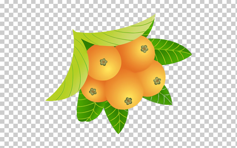 Orange PNG, Clipart, Accessory Fruit, Avocado, Citron, Fruit, Key Lime Free PNG Download