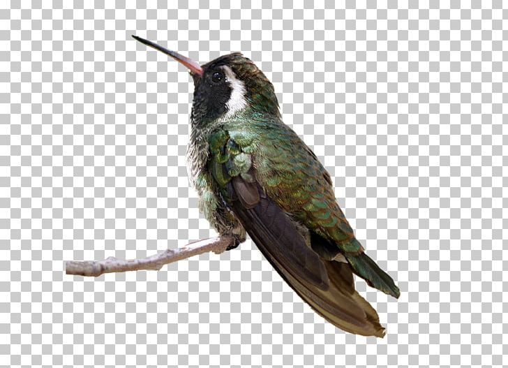 Bird Eurasian Magpie Flight PNG, Clipart, Art, Beak, Bird, Bird Png, Computer Icons Free PNG Download