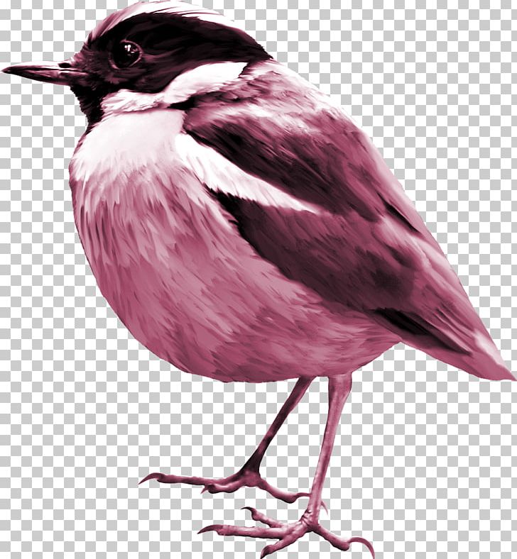 Bird Sparrow PNG, Clipart, Adobe Illustrator, Animals, Beak, Beautiful, Bird Free PNG Download