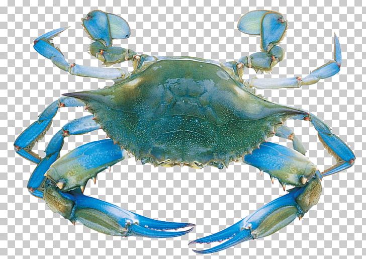 Chesapeake Blue Crab Decapoda Flower Crab Seafood PNG, Clipart, Animals, Animal Source Foods, Arthropod, Chesapeake Blue Crab, Crab Free PNG Download