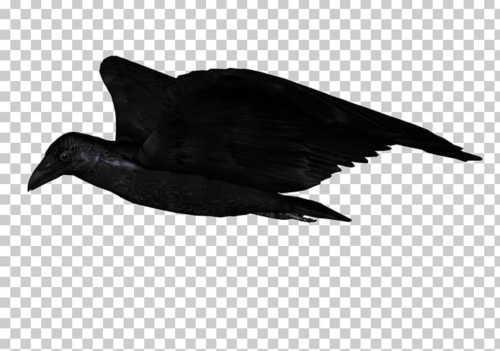 Duck American Crow Common Raven Beak Feather PNG, Clipart, American Crow, Animals, Animation, Beak, Bird Free PNG Download