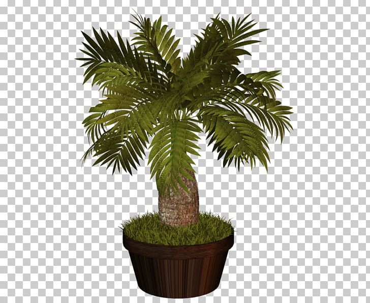 Flowerpot Asian Palmyra Palm Plants Houseplant PNG, Clipart, Arecales, Asian Palmyra Palm, Bonsai, Borassus Flabellifer, Date Palm Free PNG Download