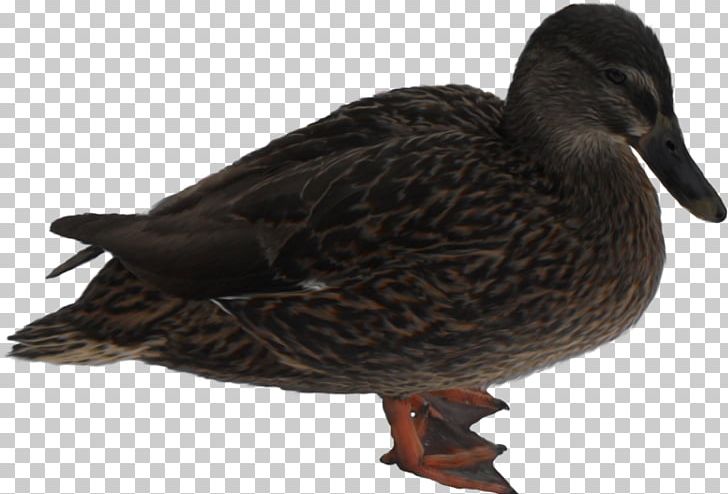 Mallard Mandarin Duck Bird Goose PNG, Clipart, American Black Duck, Animal, Animals, Beak, Bird Free PNG Download
