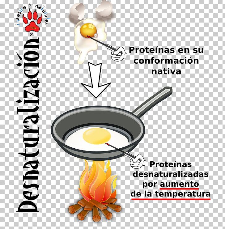 Protein Tertiary Structure Peptide Bond Denaturation Egg PNG, Clipart, Calorie, Chemical Bond, Chemistry, Cmaptools, Cookware Free PNG Download