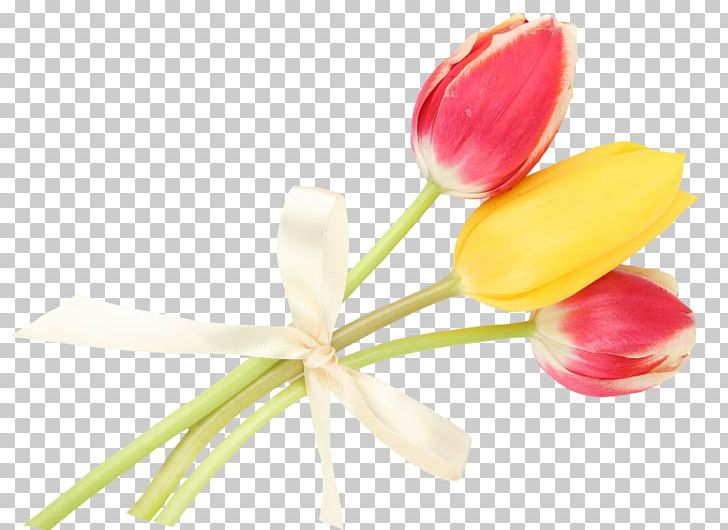 Tulip Cut Flowers Bud Plant Stem Petal PNG, Clipart, Bud, Cut Flowers, Flower, Flowering Plant, Flowers Free PNG Download
