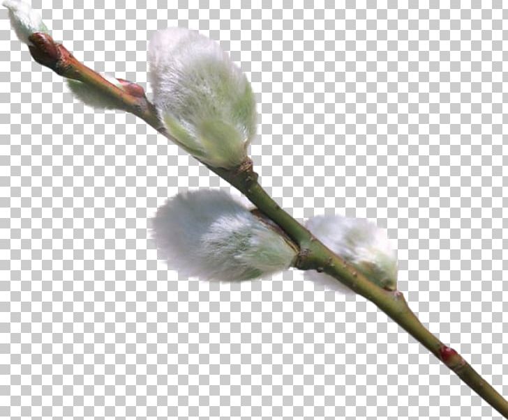 Willow Photography PNG, Clipart, Blog, Blossom, Branch, Bud, Digital Image Free PNG Download