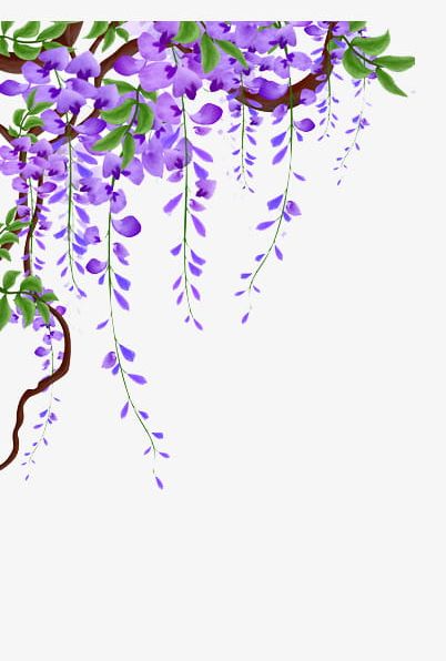 Wisteria Vines Material PNG, Clipart, Flower, Flowers, Flower Vine, Material, Material Clipart Free PNG Download