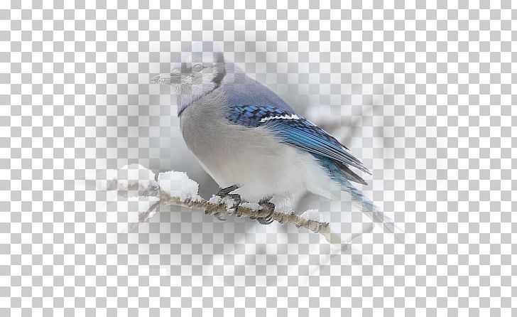 Bird Blue Jay Budgerigar Cornell Lab Of Ornithology PNG, Clipart, All About Birds, Animal, Animals, Beak, Bird Free PNG Download