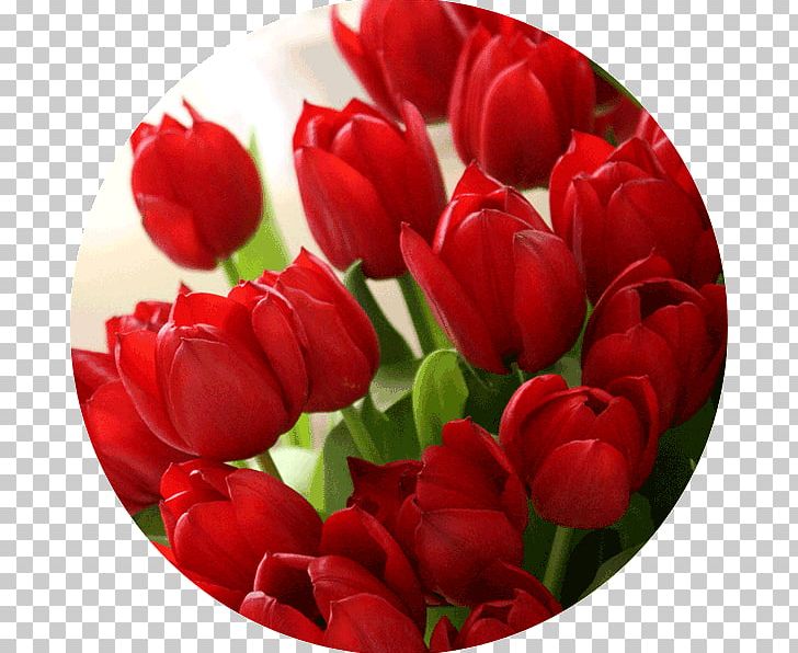 Desktop Red Color Tulip Flower PNG, Clipart, Color, Cut Flowers, Desktop Environment, Desktop Wallpaper, Display Resolution Free PNG Download