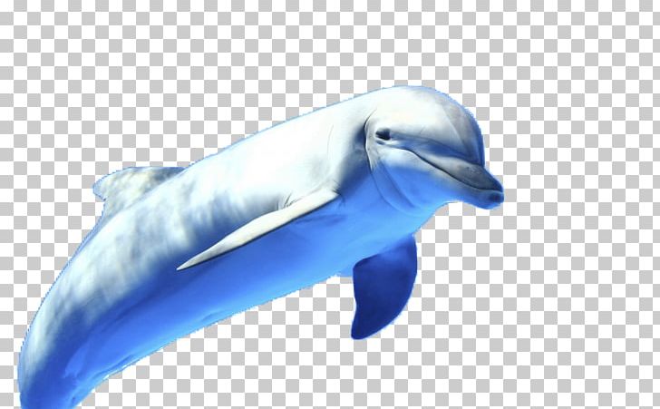 Dolphin Display Resolution High-definition Television 1080p PNG, Clipart, Animals, Beak, Bird, Blue, Blue Abstract Free PNG Download