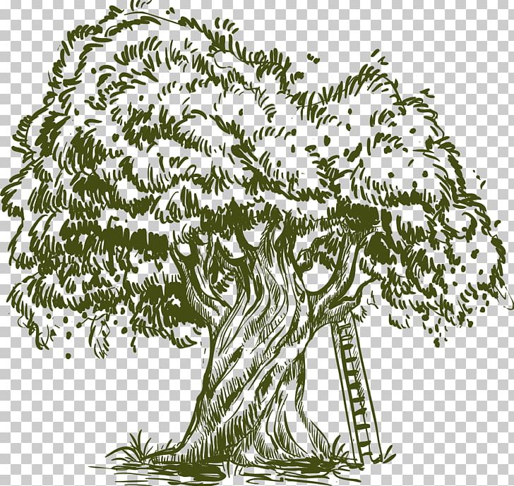Olive Oil Drawing Illustration PNG, Clipart, Botany, Branch, Encapsulated Postscript, Family Tree, Fictional Character Free PNG Download