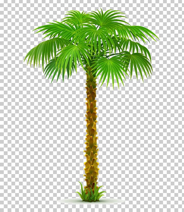 Palm Trees Portable Network Graphics California Palm PNG, Clipart, Arecales, Areca Nut, Attalea Speciosa, Borassus Flabellifer, Coconut Free PNG Download