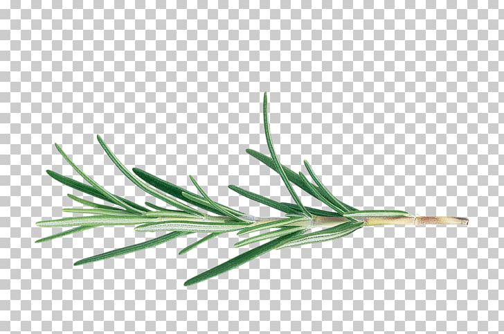 Rosemary BBC Gardeners' World Cut Flowers Herb Officinalis PNG, Clipart, Bbc Gardeners World, Biological, Biological Rosemary Grass, Chrysanthemum, Cut Flowers Free PNG Download