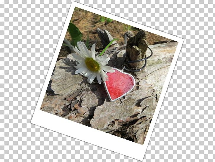 Citroën Cactus M Cactaceae PNG, Clipart, Cactaceae, Cactus, Flora, Flower, Ghandi Free PNG Download