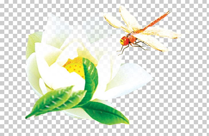 Insect Dragonfly Nelumbo Nucifera PNG, Clipart, Computer Wallpaper, Download, Dragonfly, Floral Design, Flower Free PNG Download