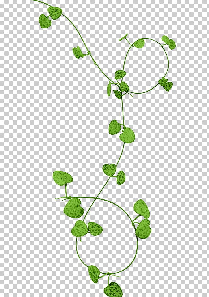 Leaf PNG, Clipart, Area, Branch, Dal, Download, Flora Free PNG Download