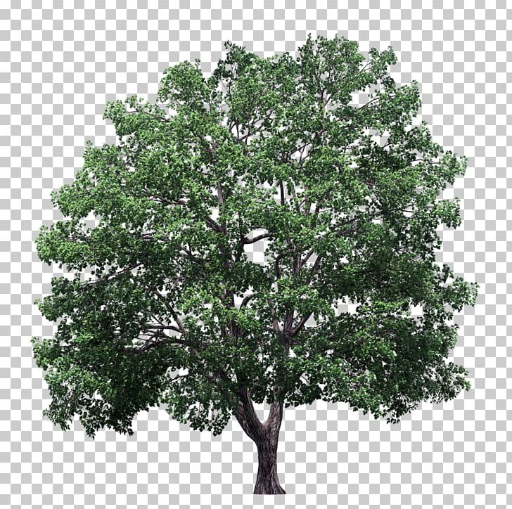 Plane Trees Crown Elm PNG, Clipart, Arecaceae, Branch, Crown, Cupressus, Elm Free PNG Download