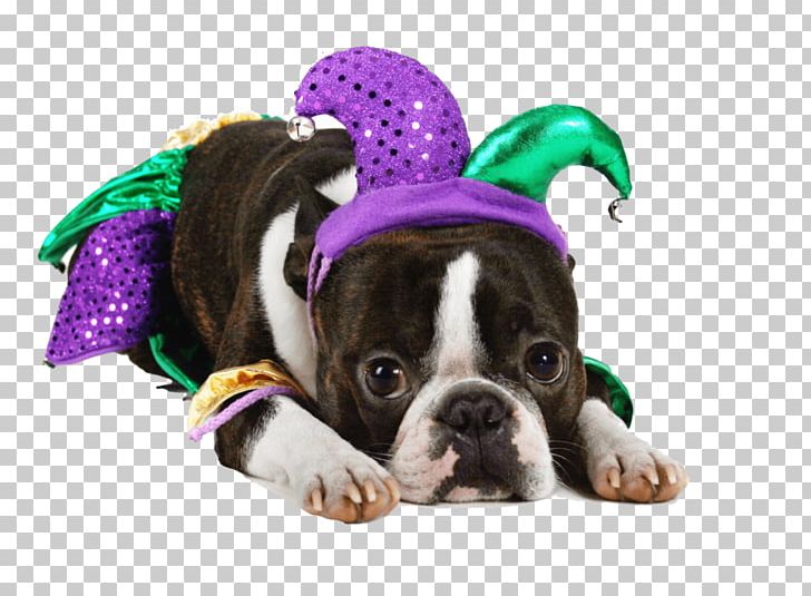 Puppy Boston Terrier Bulldog Beagle Dog Breed PNG, Clipart, Beagle, Boston Terrier, Breed, Bulldog, Bulldog Breeds Free PNG Download