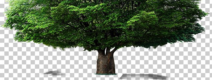 Tree Computer File PNG, Clipart, Autumn Tree, Branch, Christmas Tree, Computer Graphics, Crown Free PNG Download