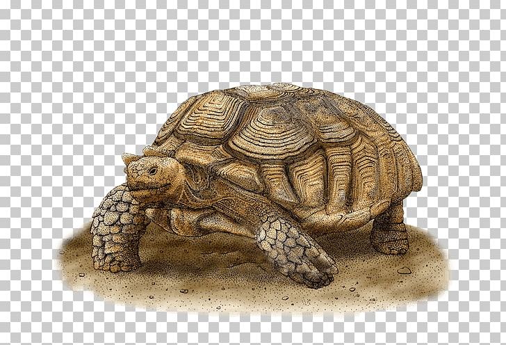 Box Turtles African Spurred Tortoise Art PNG, Clipart, African Spurred Tortoise, Animal, Animals, Art, Artist Free PNG Download