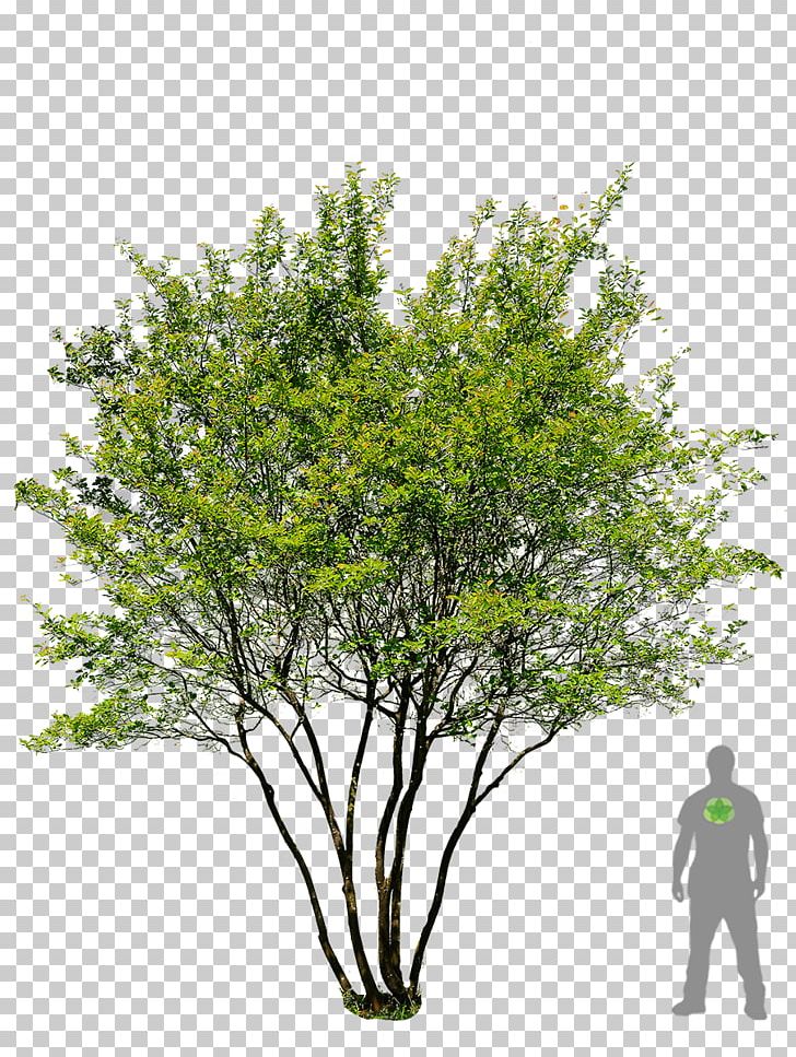 English Oak Tree Prunus Serrulata Garden Landscaping PNG, Clipart, Branch, English Oak, Flora, Fruit Nut, Garden Free PNG Download