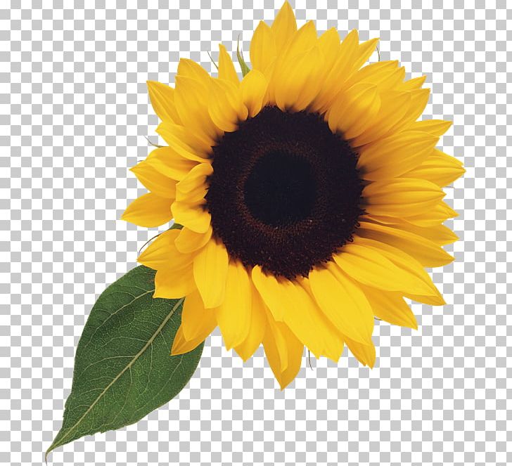 Grist Common Sunflower Kiev Zhivana PNG, Clipart, Allbiz, Common Sunflower, Company, Daisy Family, Flower Free PNG Download