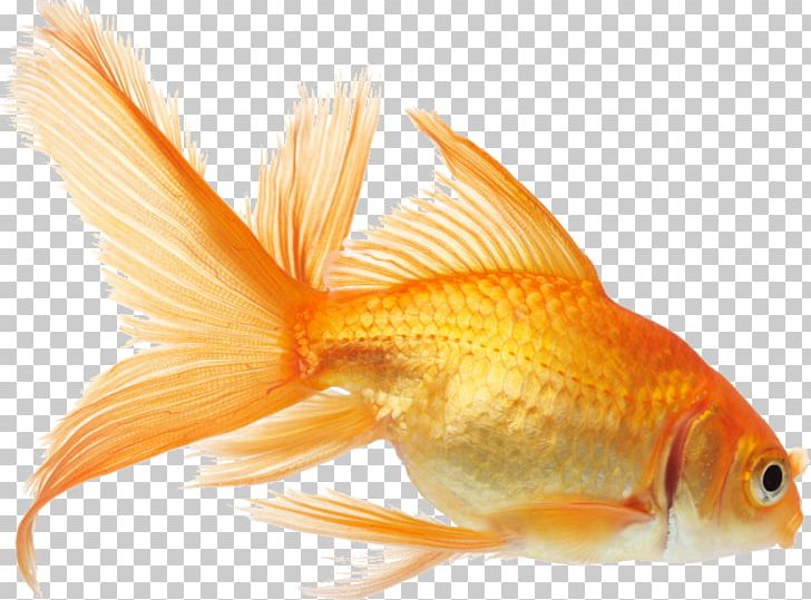 Koi Goldfish Aquarium Fish Feeder PNG, Clipart, Animals, Aquarium, Aquarium Fish Feed, Aquarium Fish Feeder, Bony Fish Free PNG Download