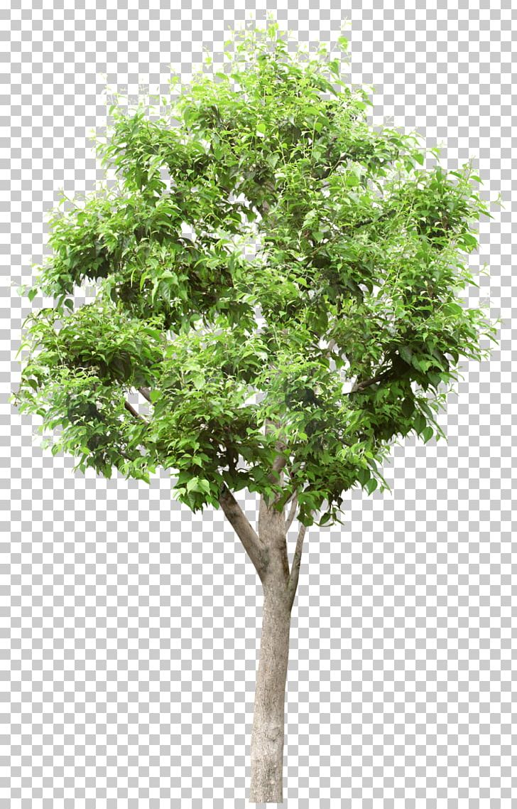 Tree Stock Photography Populus Alba Lindens PNG, Clipart, Branch, Cottonwood, Desktop Wallpaper, Lindens, Nature Free PNG Download