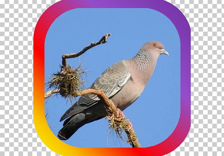 Columbidae Bird Picazuro Pigeon Asa Branca True Owl PNG, Clipart, Android App, Animals, Apk, App, Asa Branca Free PNG Download