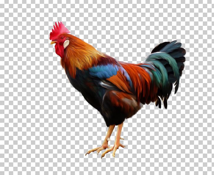 Rooster Chicken Poultry Color PNG, Clipart, Animals, Beak, Bird, Chicken, Color Free PNG Download