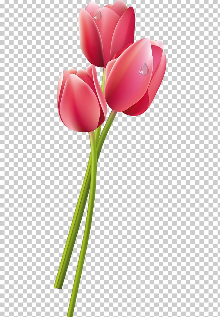 Tulip Flower Eşin Group Pink PNG, Clipart, Blue, Bud, Cut Flowers, Esin, Flower Free PNG Download