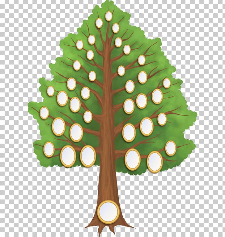 Family Tree Genealogy Generation PNG, Clipart, Branch, Canvas, Christmas Decoration, Christmas Ornament, Christmas Tree Free PNG Download