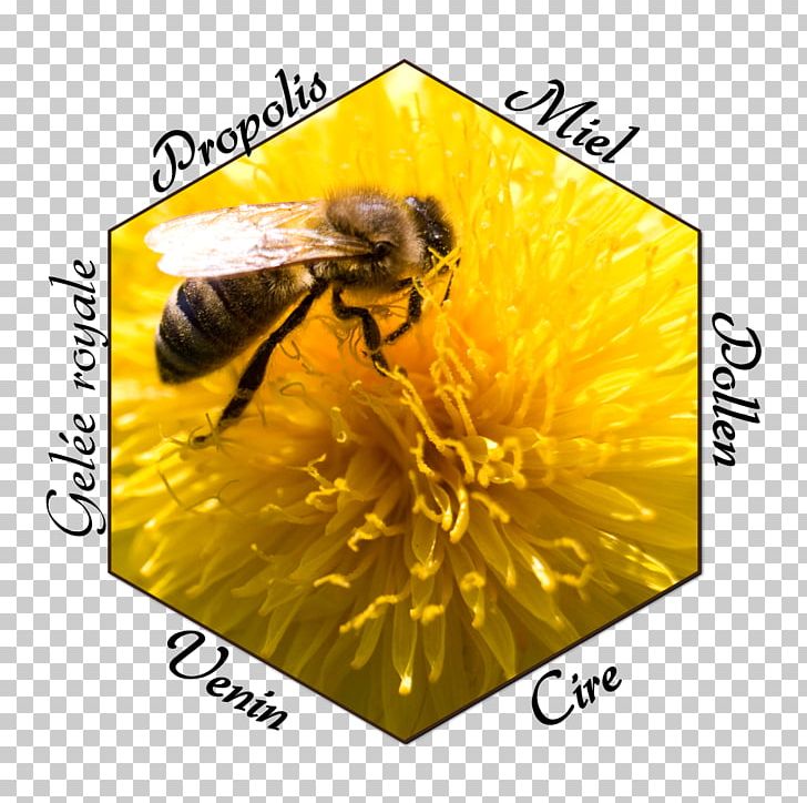 Honey Bee Gruyère District Propolis PNG, Clipart, Apitherapy, Arthropod, Bee, Beehive, Beekeeping Free PNG Download