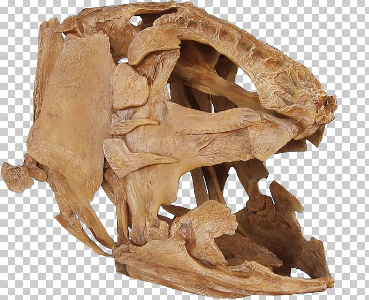 Niobrara Formation Megalocoelacanthus Late Cretaceous Bone PNG, Clipart, Bone, Coelacanth, Fantasy, Fish, Forensic Facial Reconstruction Free PNG Download