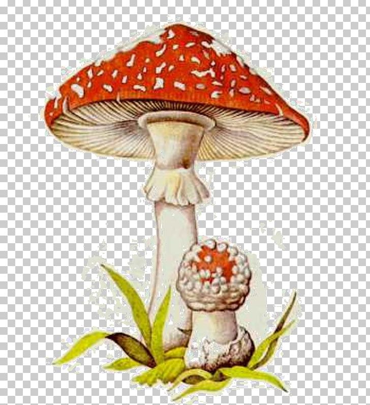 Poisonous Mushroom Fungus Cepurīšu Sēnes Edible Mushroom PNG, Clipart, Edible Mushroom, Flower, Ford, Fungus, Liberty Cap Free PNG Download