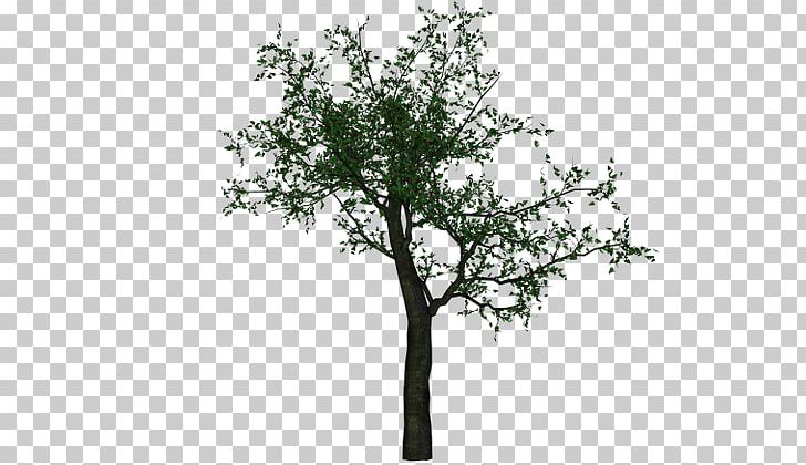 Twig Tree PhotoScape PNG, Clipart, Branch, Crown, Drawing, Koka, Nature Free PNG Download