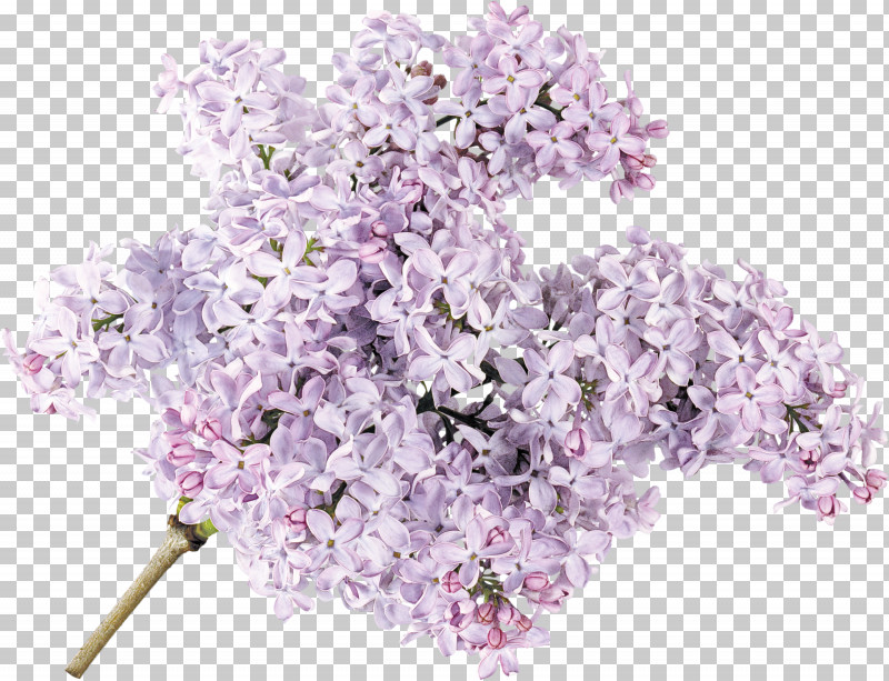 Lavender PNG, Clipart, Blossom, Cut Flowers, Flower, Lavender, Lilac Free PNG Download
