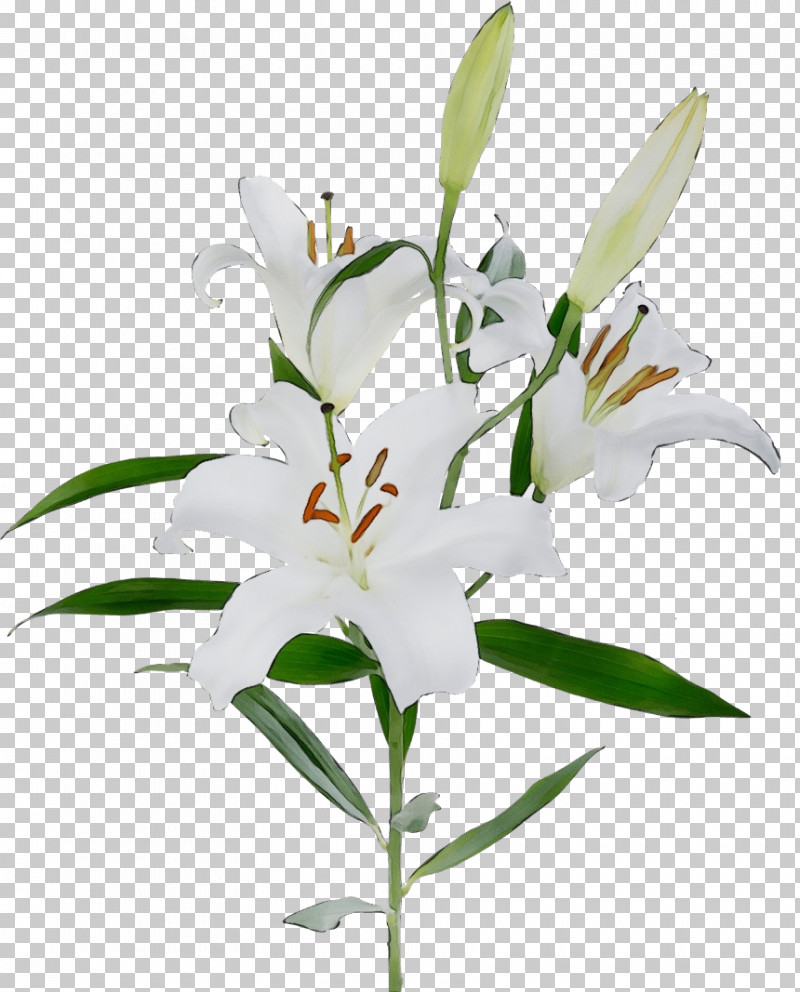 Flower Lily Plant White Stargazer Lily PNG, Clipart, Cut Flowers, Dendrobium, Flower, Lily, Lily Family Free PNG Download
