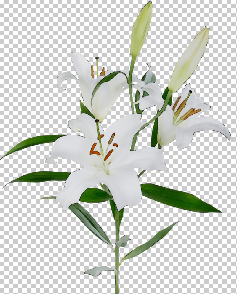 Flower Lily Plant White Stargazer Lily Png Clipart Cut Flowers