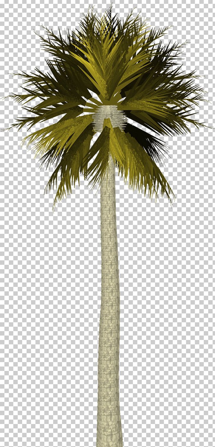Arecaceae Tree Coconut PNG, Clipart, Arecaceae, Arecales, Asian Palmyra Palm, Borassus Flabellifer, Brush Free PNG Download