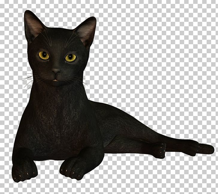 Black Cat Bombay Cat Korat Havana Brown Burmese Cat PNG, Clipart, Asian, Black, Black Cat, Bombay, Bombay Cat Free PNG Download