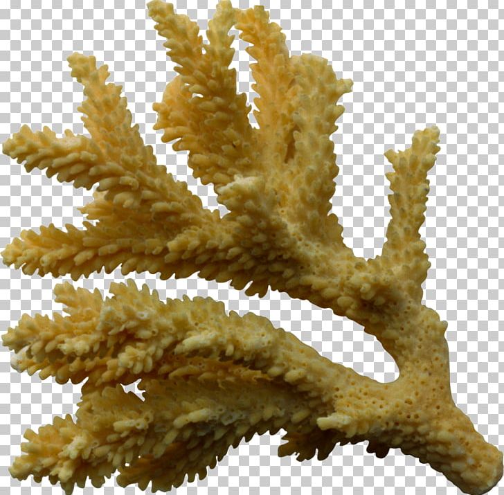 Coral PNG, Clipart, Animal, Coral, Data, Invertebrate, Marine Invertebrates Free PNG Download