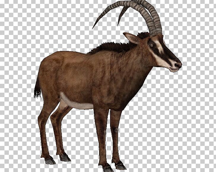 Gemsbok Antelope Waterbuck Pronghorn Barbary Sheep PNG, Clipart, Animal, Antelope, Caprinae, Chamois, Cow Goat Family Free PNG Download