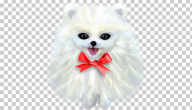 German Spitz Klein Pomeranian Japanese Spitz Volpino PNG, Clipart, Animals, Bow, Breed, Carnivoran, Companion Dog Free PNG Download
