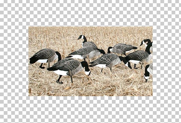 Goose Duck Mallard Decoy Anseriformes PNG, Clipart, Animals, Anseriformes, Beak, Bird, Canada Goose Free PNG Download